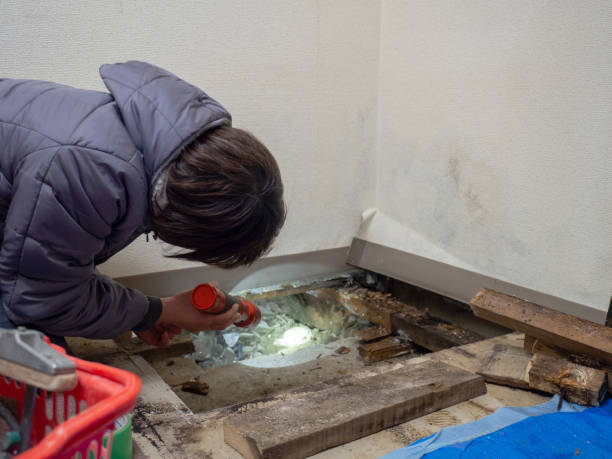 Best Water Damage & Mold Remediation  in Albion, IN