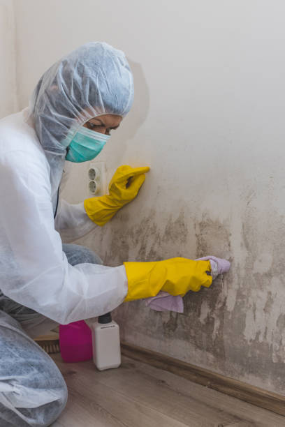 Best Black Mold Removal  in Albion, IN