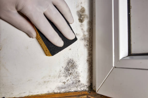 Best Mold Odor Removal Services  in Albion, IN